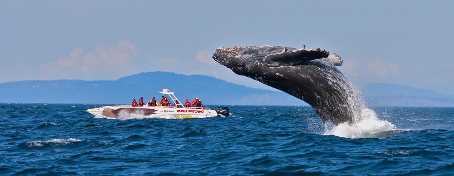Blue Whale Breaching in Mirissa